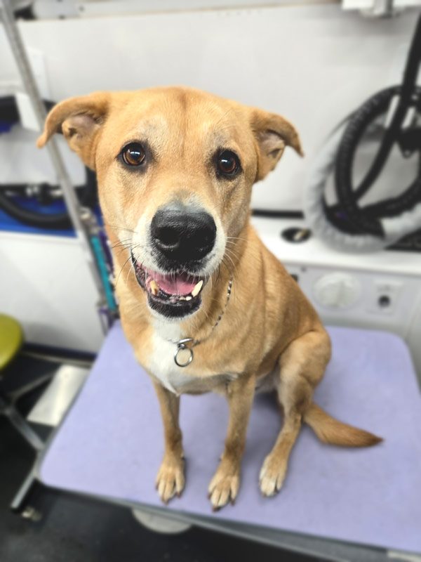 Happy dog after grooming