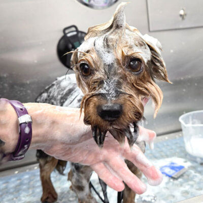 Little dog getting a bath