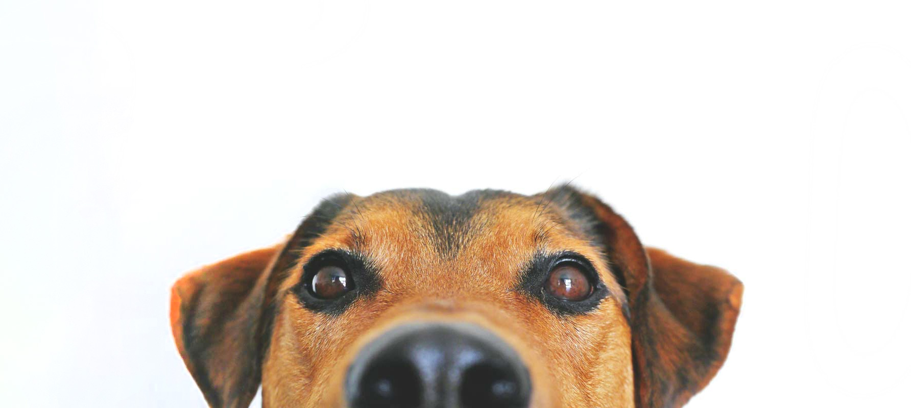 Dog peeking up over bottom edge of page