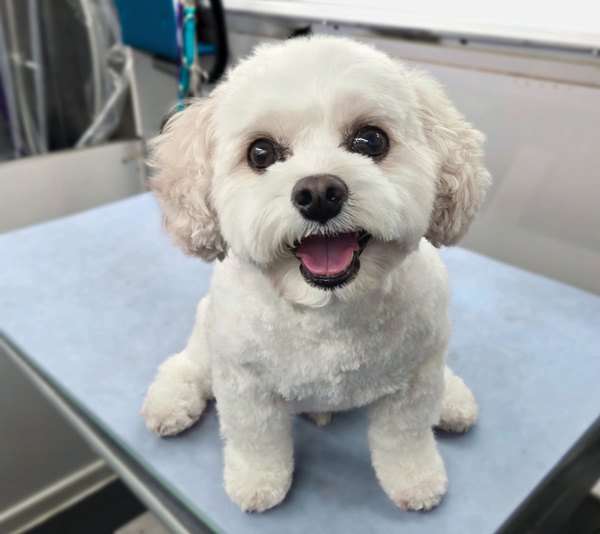 Happy little white dog right after being groomed